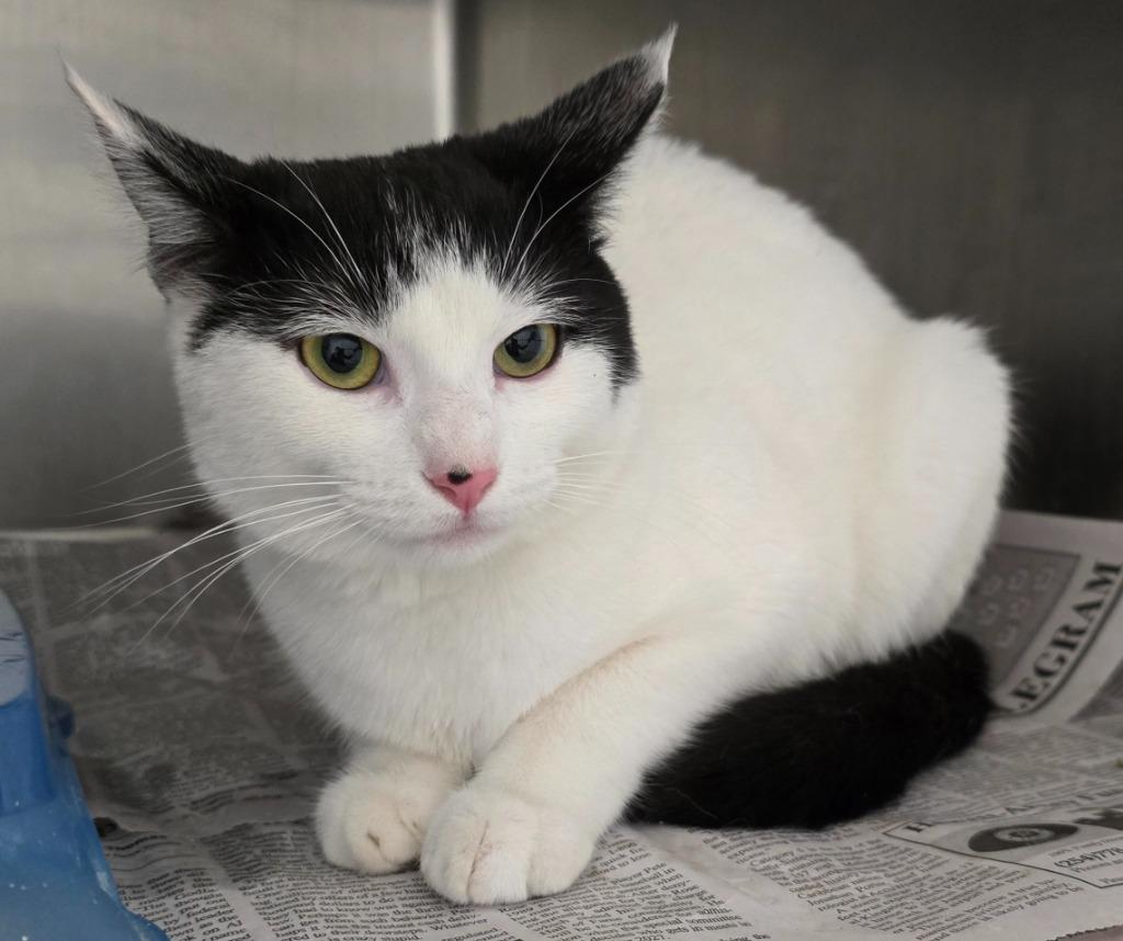 Spicy Lady, Adoptable, Young Female Domestic Short Hair.