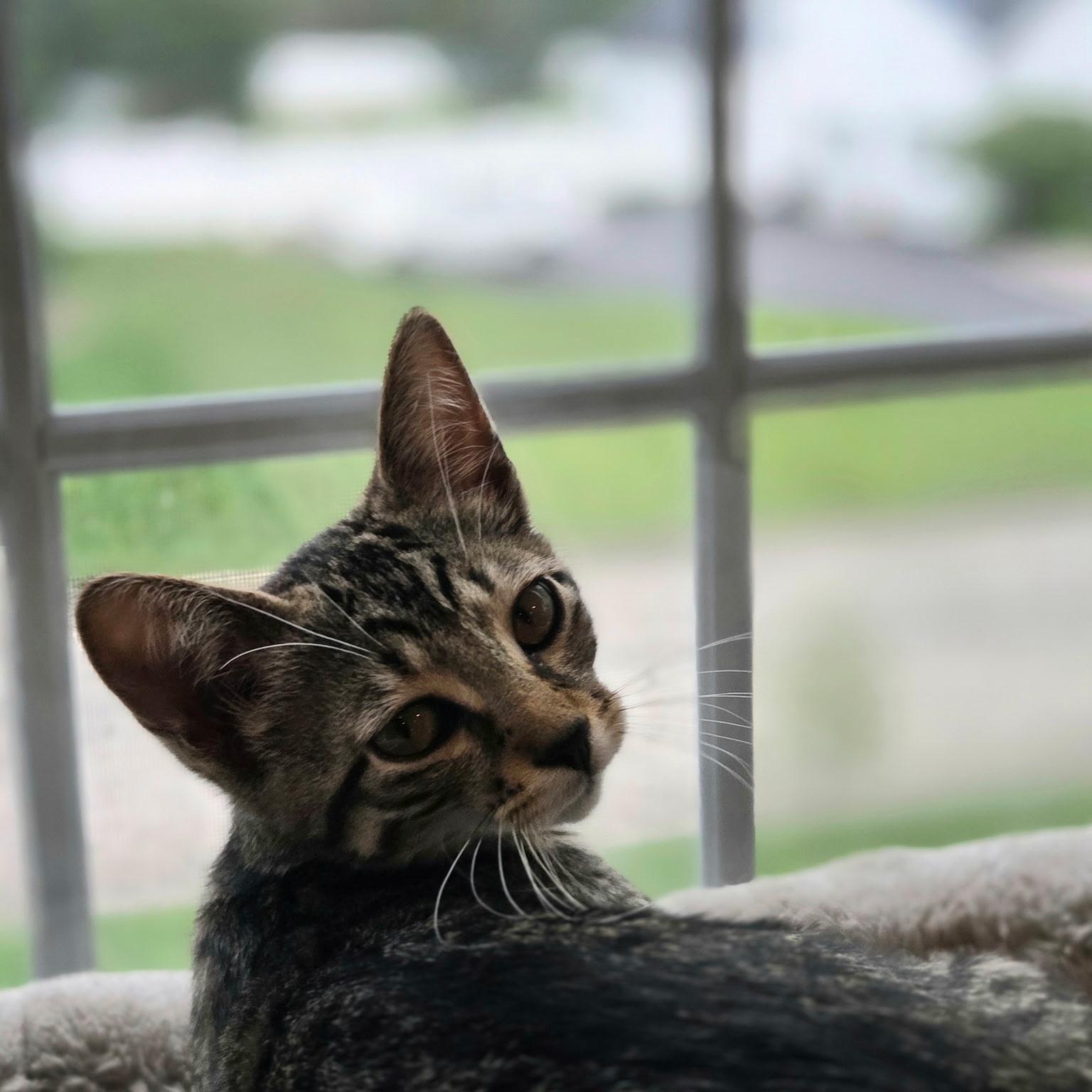 Enlarge Shakira, a Adoptable mixed breed in Moriches, NY image 5/6