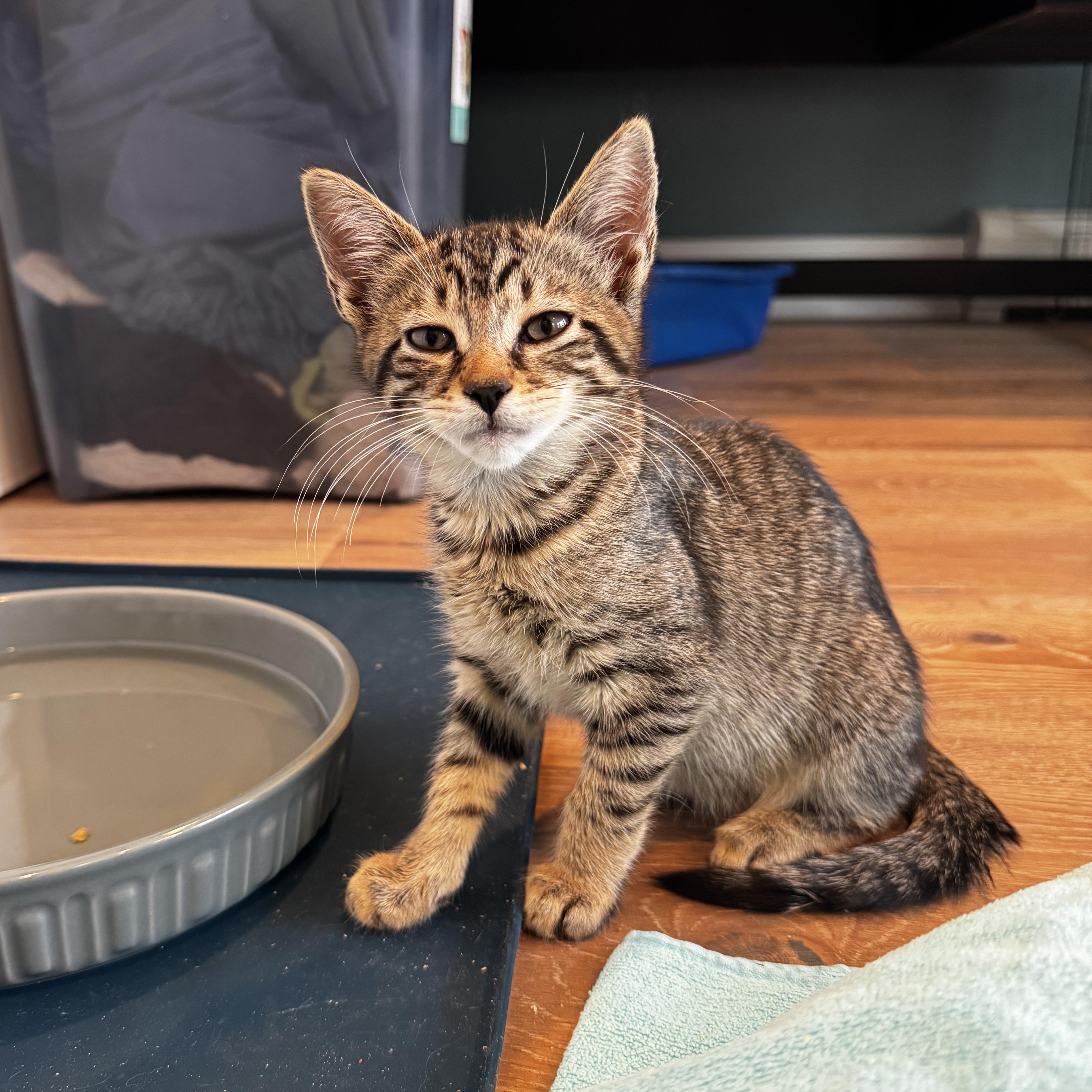 Enlarge Shakira, a Adoptable mixed breed in Moriches, NY image 2/6