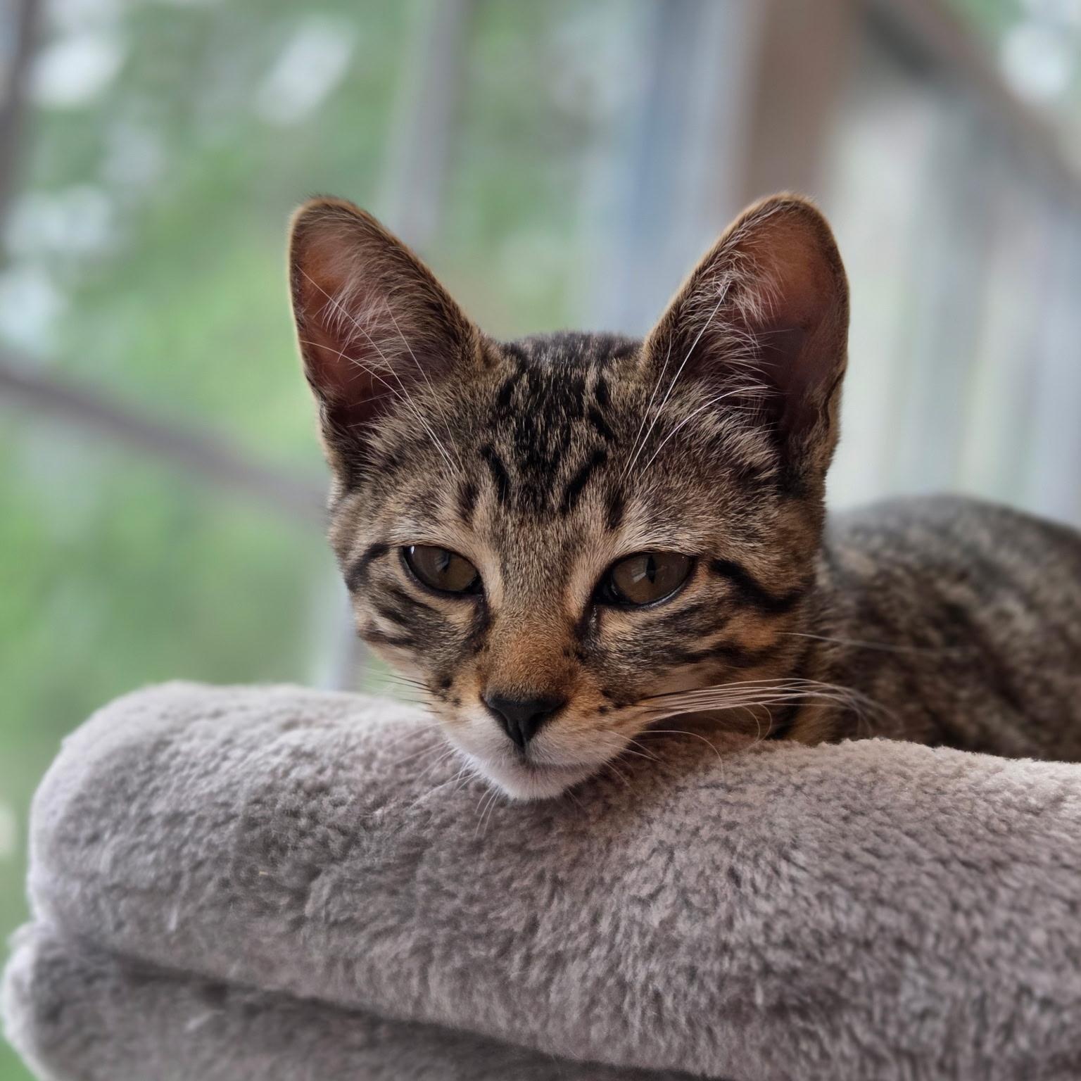 Enlarge Shakira, a Adoptable mixed breed in Moriches, NY image 4/6