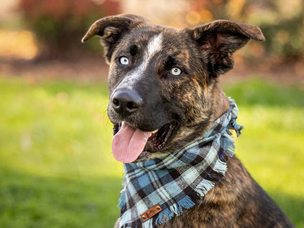 Enlarge Sid, a Adoptable mixed breed in Portland, OR image 1/2