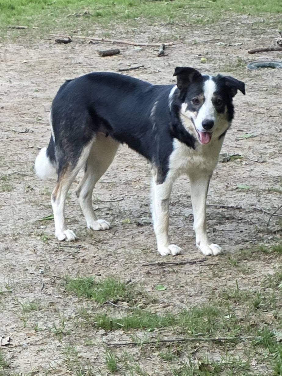 Maya, a ADOPTABLE Border Collie in Seymour, IN image 2/5