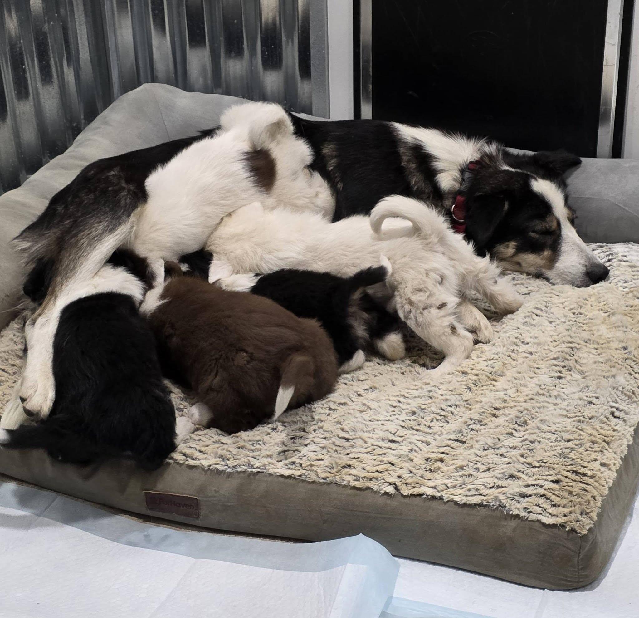 Maya, a ADOPTABLE Border Collie in Seymour, IN image 5/5