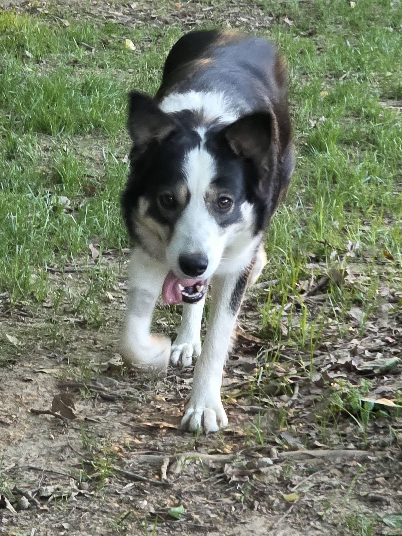 Maya, a ADOPTABLE Border Collie in Seymour, IN image 3/5