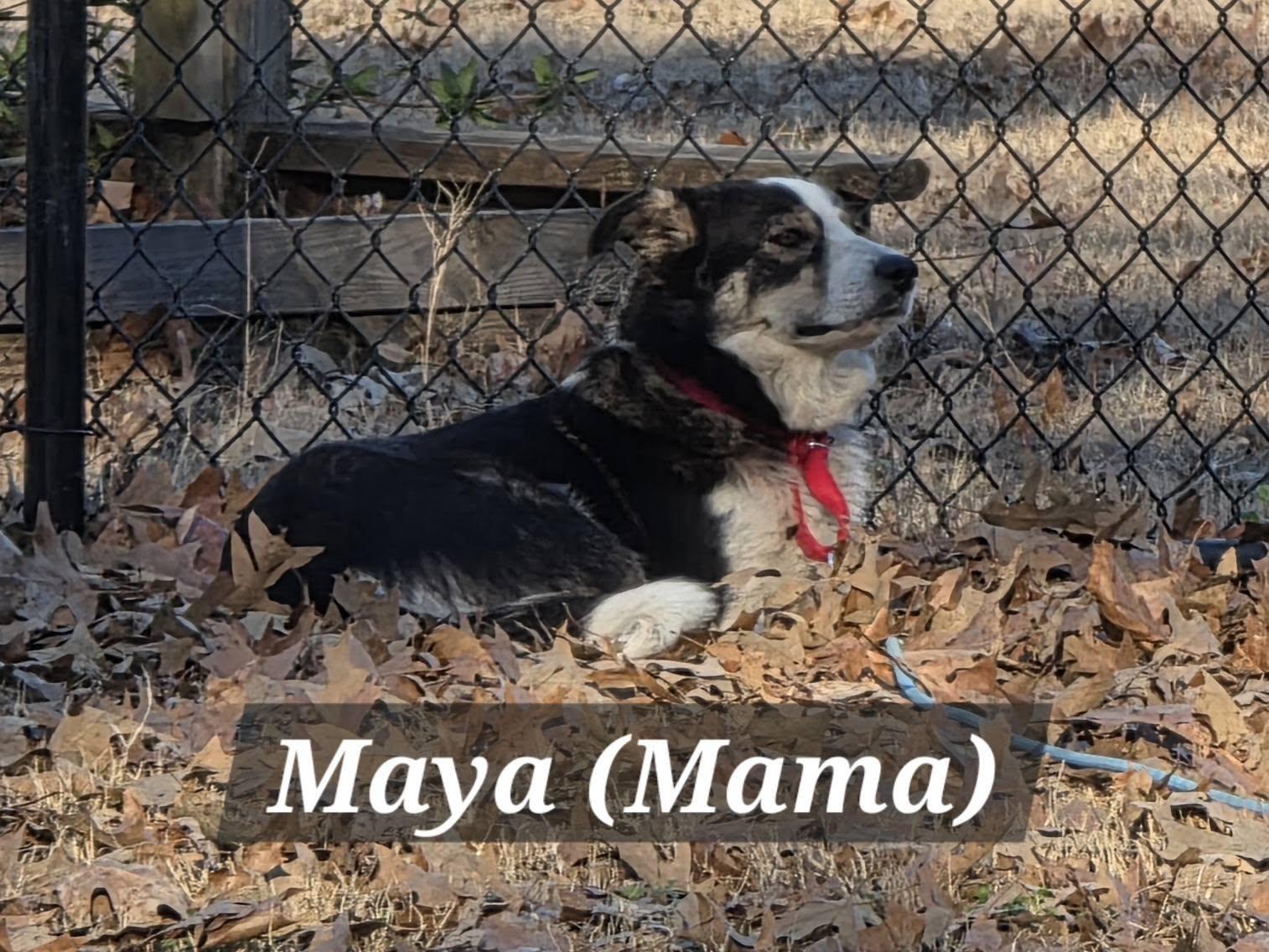 Maya, ADOPTABLE, Young Female Border Collie.