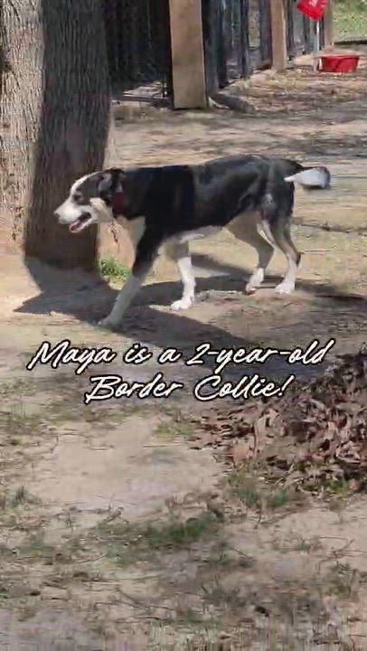 Enlarge Maya, a ADOPTABLE Border Collie in Seymour, IN video 4/5