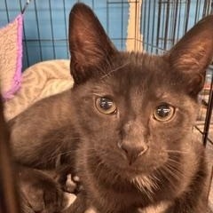 Fuzzybuns, adopted, Kitten Male Domestic Short Hair.