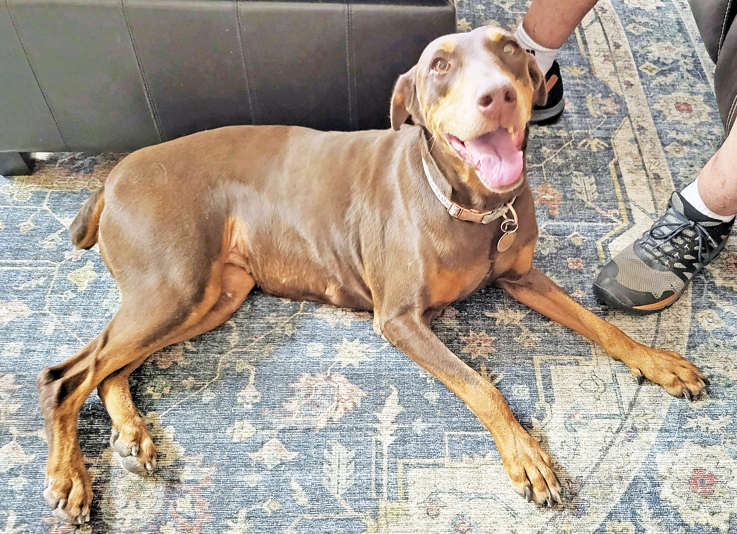 Enlarge Lucy, a Adopted Doberman Pinscher in Las Vegas, NV image 1/4