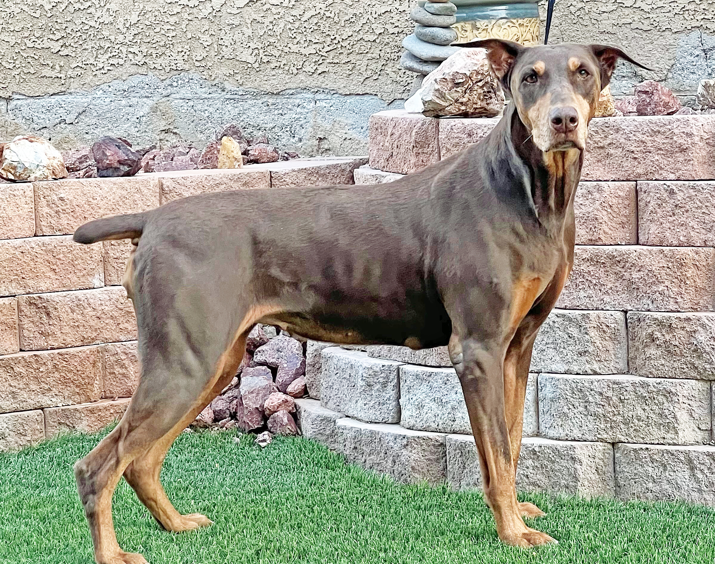 Enlarge Lucy, a Adopted Doberman Pinscher in Las Vegas, NV image 3/4