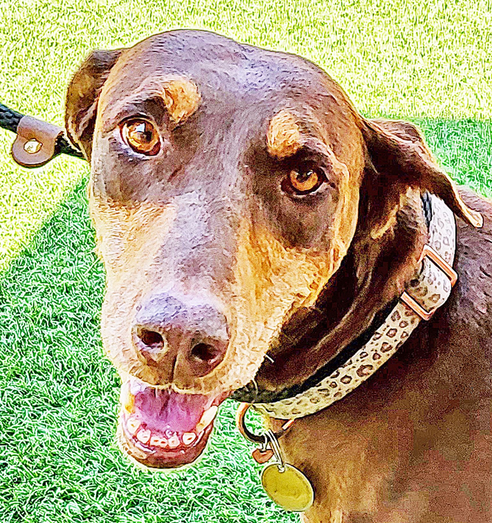 Enlarge Lucy, a Adopted Doberman Pinscher in Las Vegas, NV image 4/4