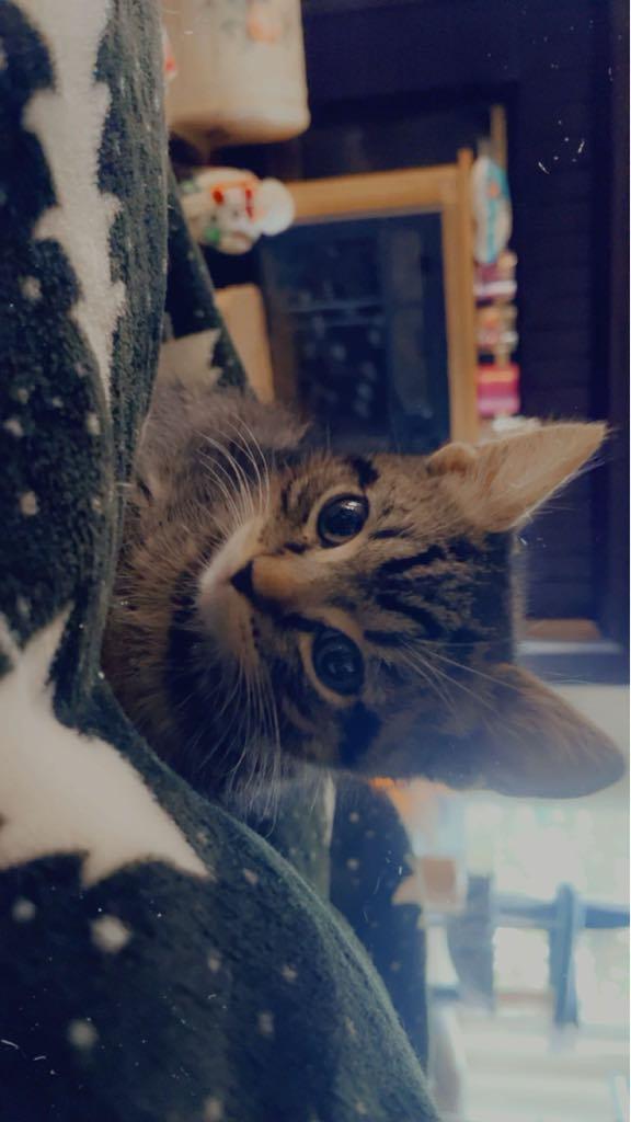 LUCKY BOY, a Adoptable mixed breed in Palmdale, CA image 2/3