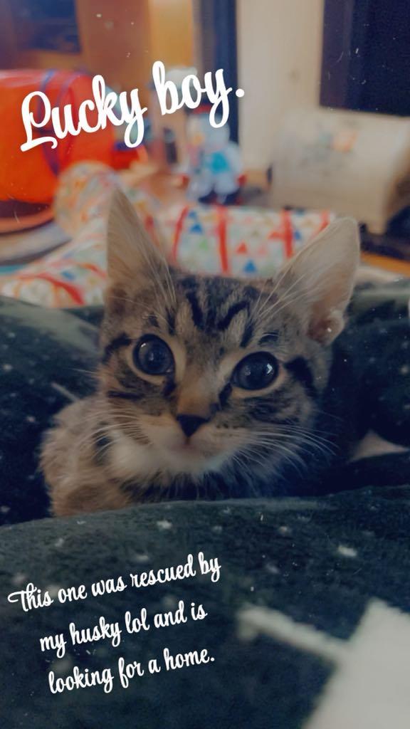 LUCKY BOY, Adoptable, Kitten Male Tiger & Maine Coon.