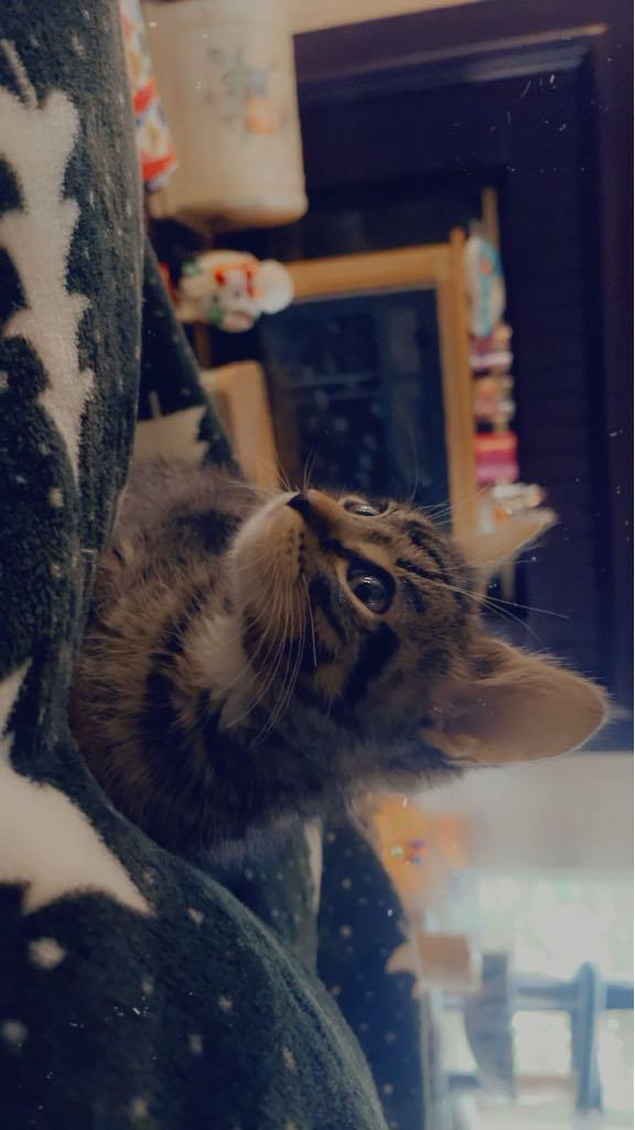 LUCKY BOY, Adoptable, Kitten Male Tiger & Maine Coon.