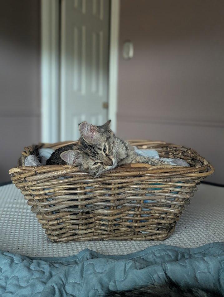 Whitney Mewston, Adopted, Young Female Domestic Medium Hair.