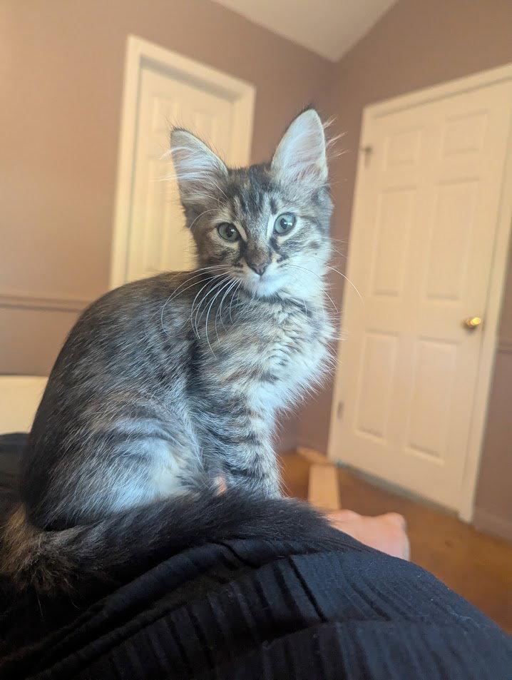 Enlarge Whitney Mewston, a Adopted Domestic Medium Hair in Dripping Springs, TX image 2/3
