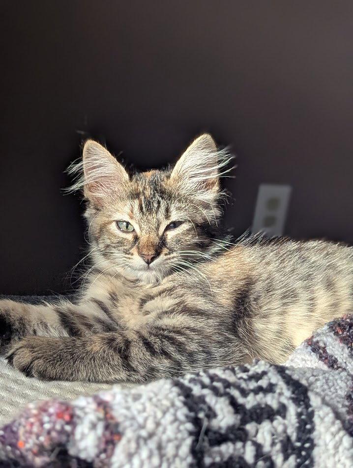 Enlarge Whitney Mewston, a Adopted Domestic Medium Hair in Dripping Springs, TX image 3/3