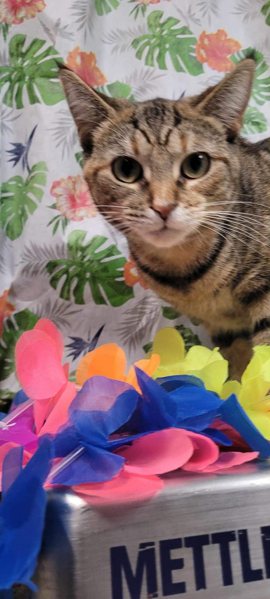 Enlarge Athena, a ADOPTABLE Domestic Short Hair in Caro, MI image 1/1