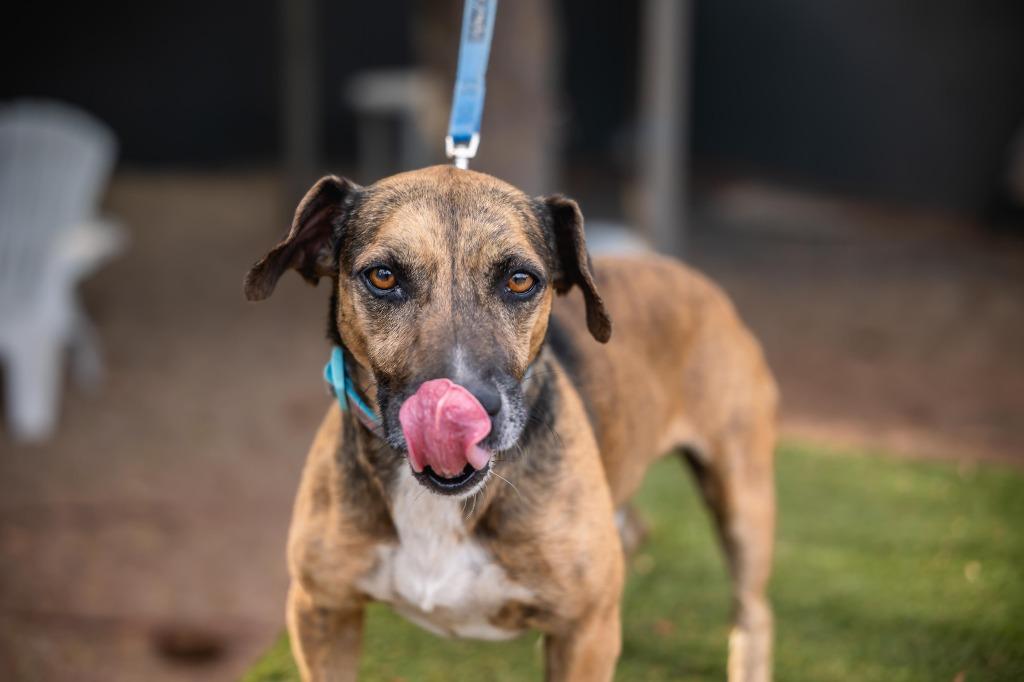 Enlarge Chimenea, a Adoptable mixed breed in Anacortes, WA image 1/6