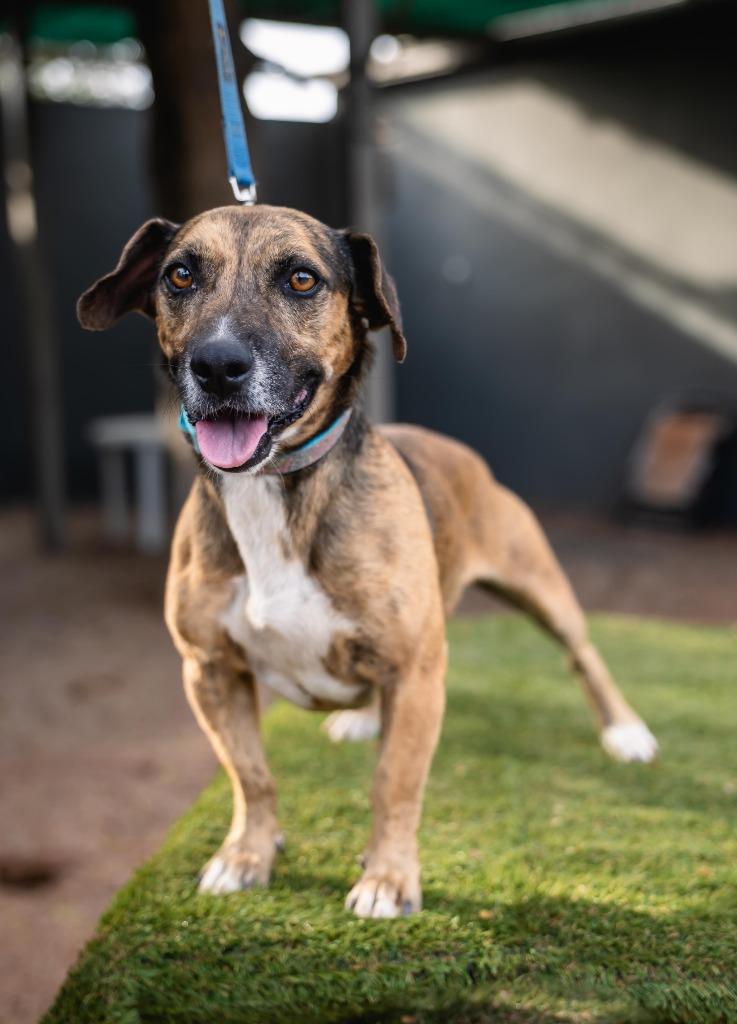 Enlarge Chimenea, a Adoptable mixed breed in Anacortes, WA image 2/6