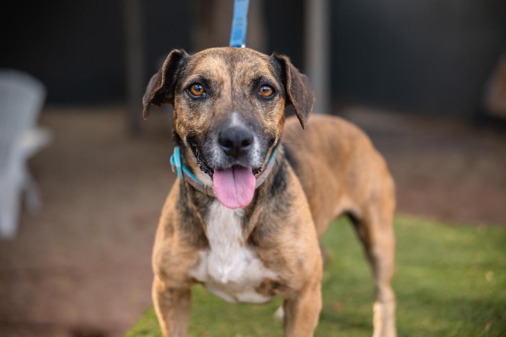 Enlarge Chimenea, a Adoptable mixed breed in Anacortes, WA image 3/6