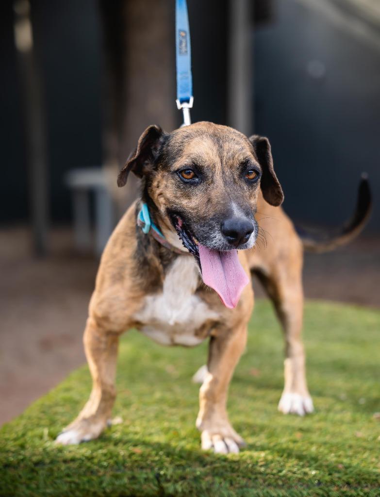 Enlarge Chimenea, a Adoptable mixed breed in Anacortes, WA image 4/6
