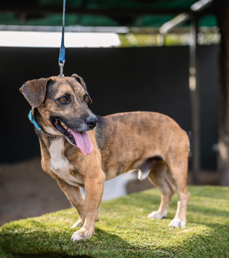 Enlarge Chimenea, a Adoptable mixed breed in Anacortes, WA image 5/6