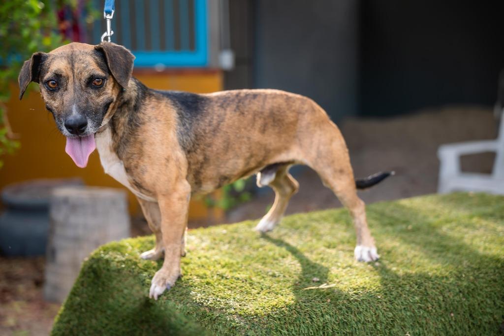 Enlarge Chimenea, a Adoptable mixed breed in Anacortes, WA image 6/6