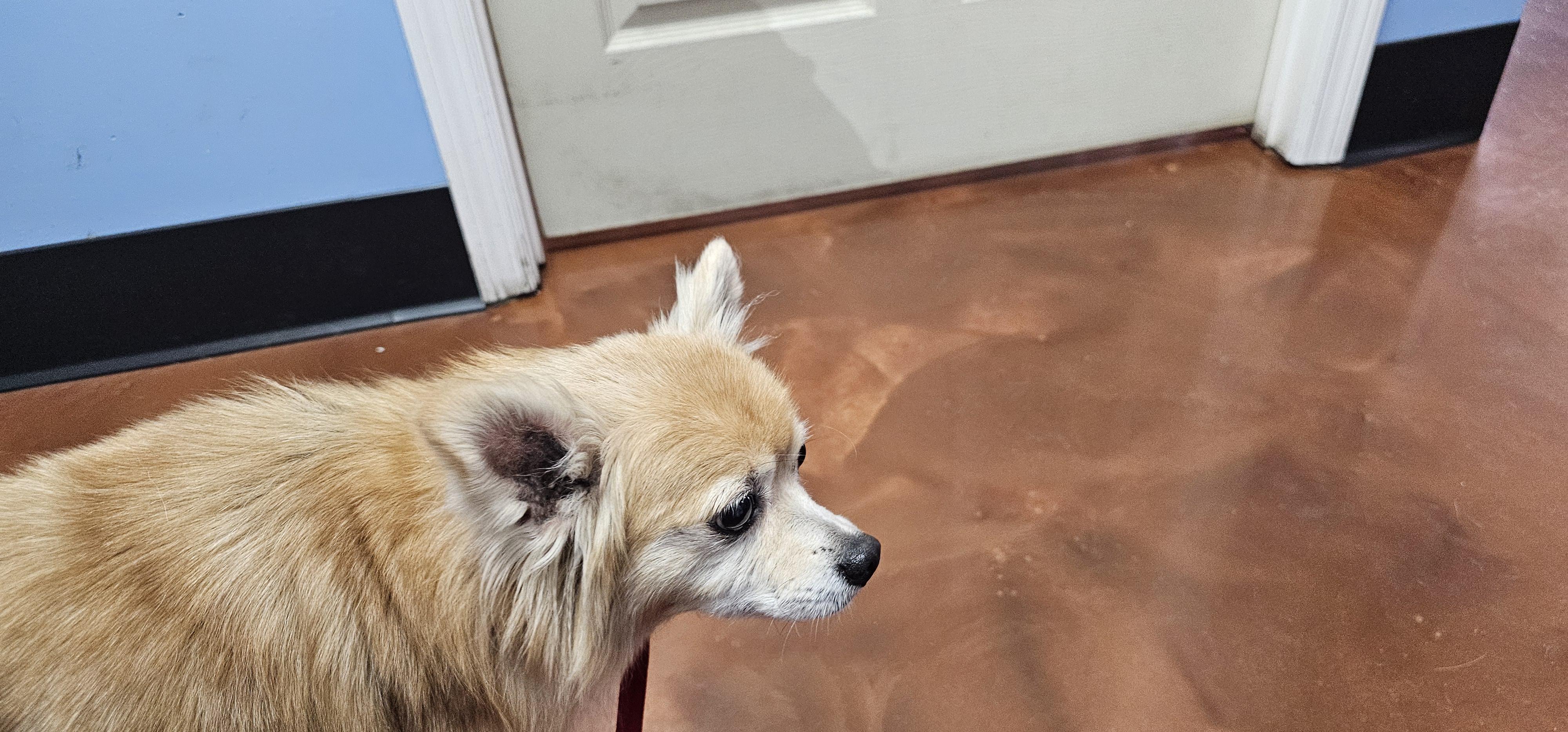 Enlarge Buddy, a Adoptable mixed breed in Weeki Wachee, FL image 2/4