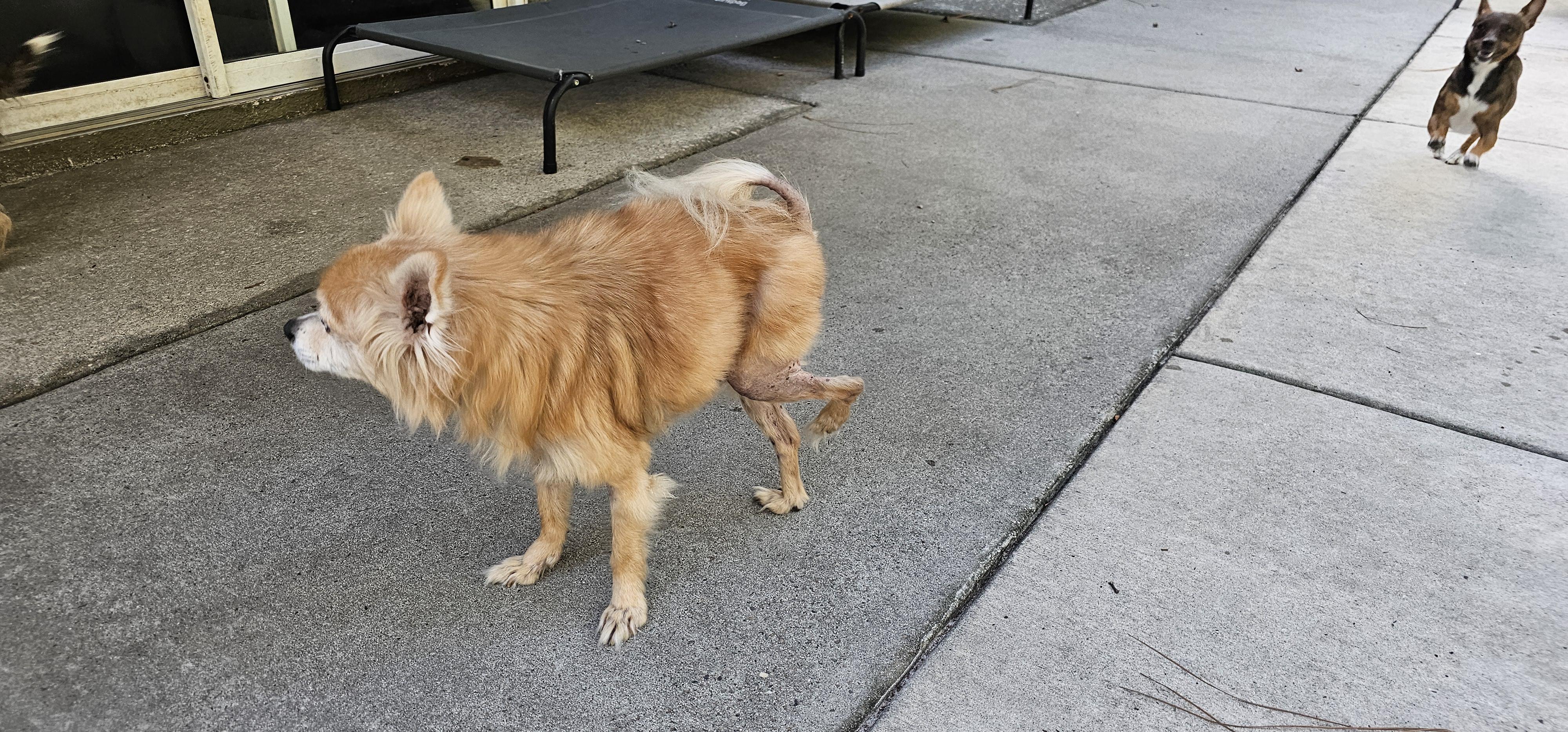 Enlarge Buddy, a Adoptable mixed breed in Weeki Wachee, FL image 4/4