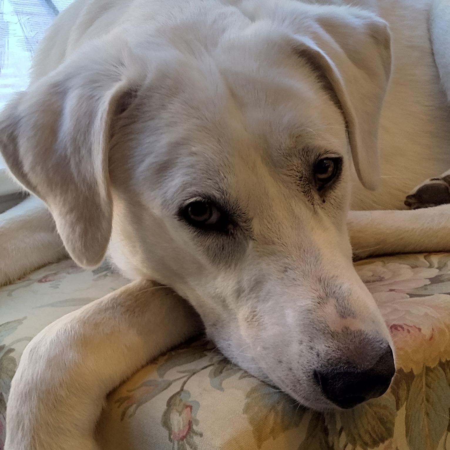 Luke, a Adoptable mixed breed in North conway , NH image 2/6