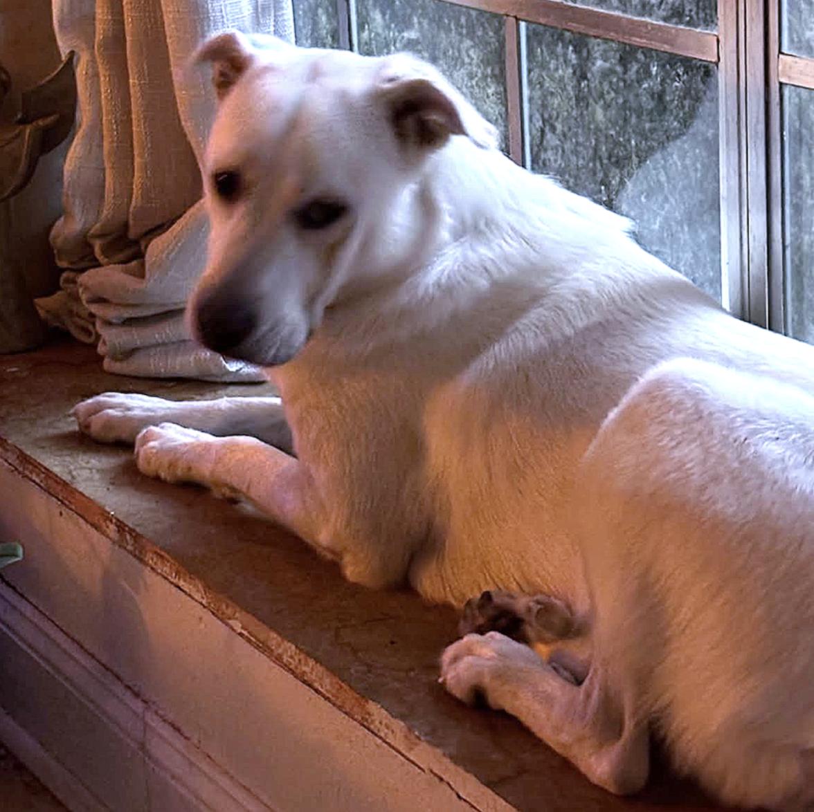 Luke, a Adoptable mixed breed in North conway , NH image 3/6