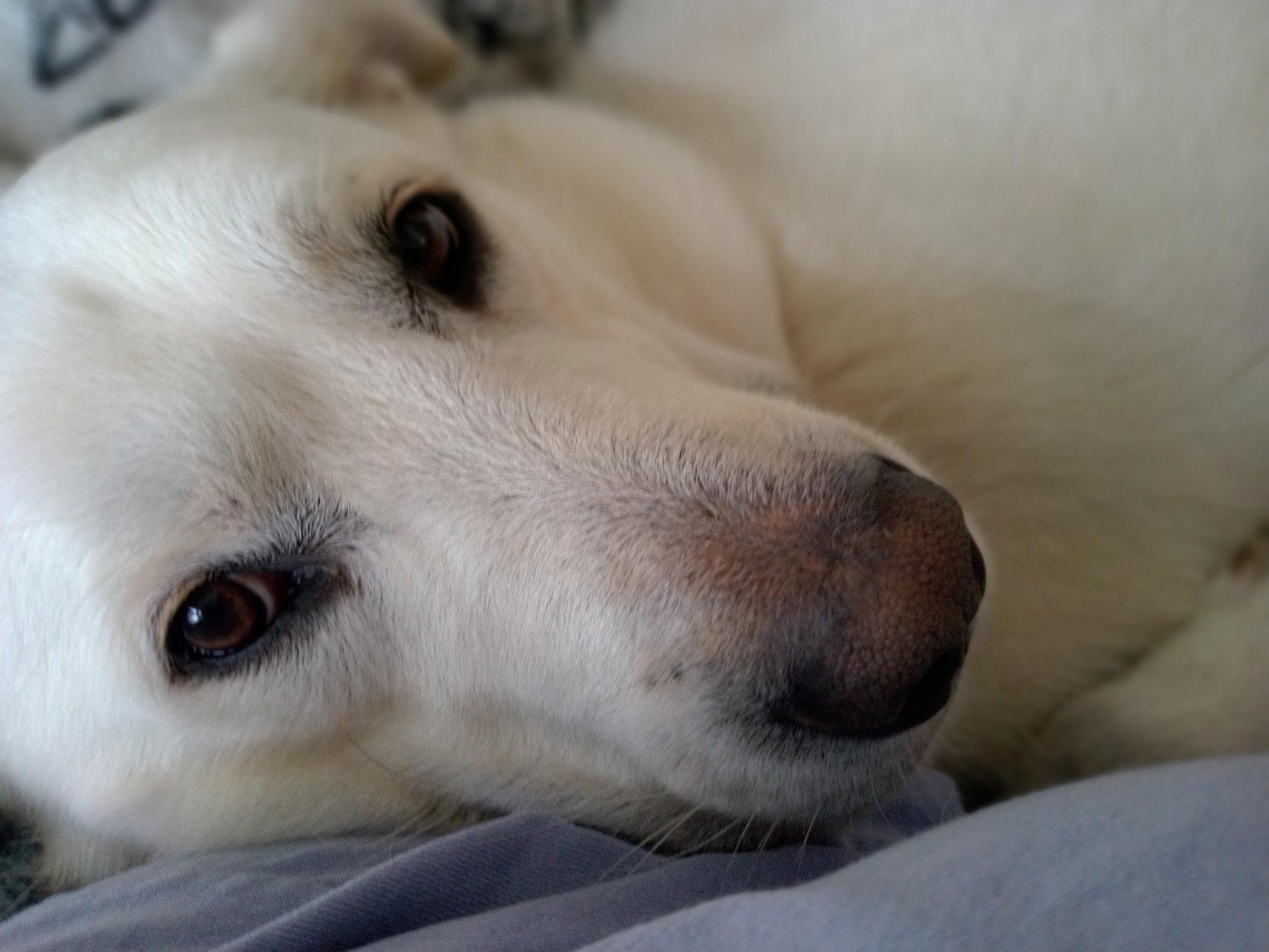 Luke, a Adoptable mixed breed in North conway , NH image 6/6
