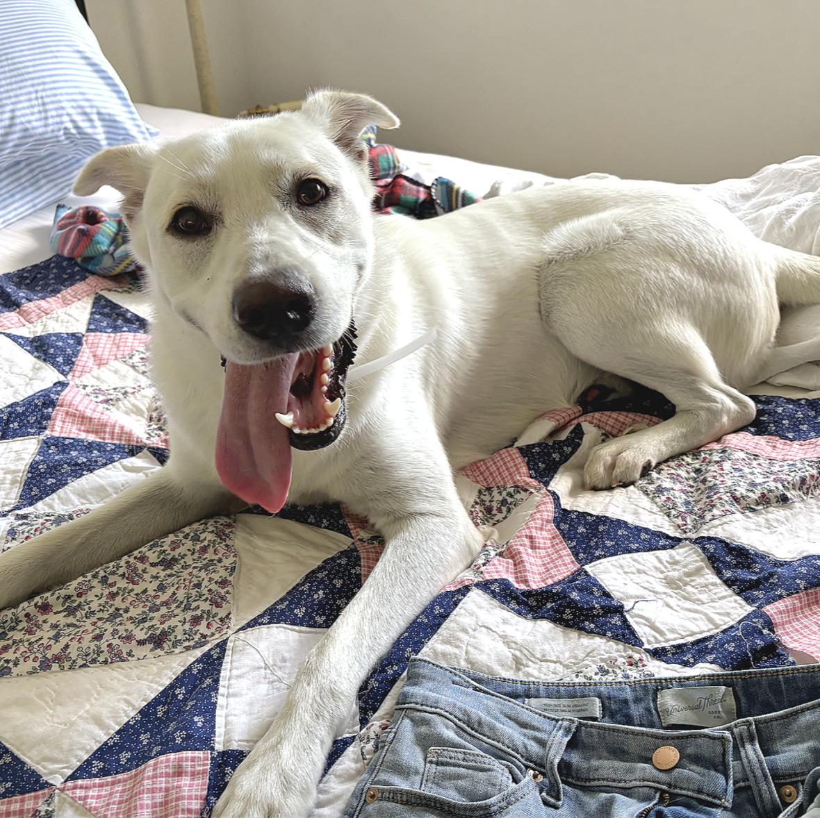 Luke, a Adoptable mixed breed in North conway , NH image 1/6