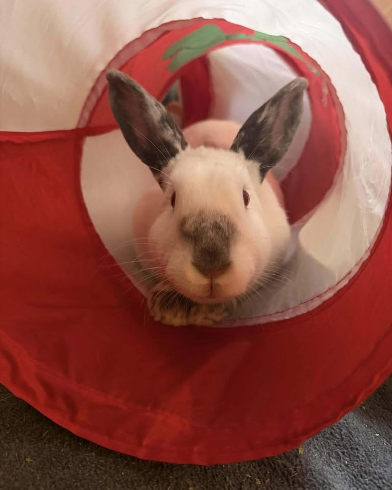 Enlarge Frank & Mabel, a Adoptable Mini Lop in Chicago, IL image 2/4