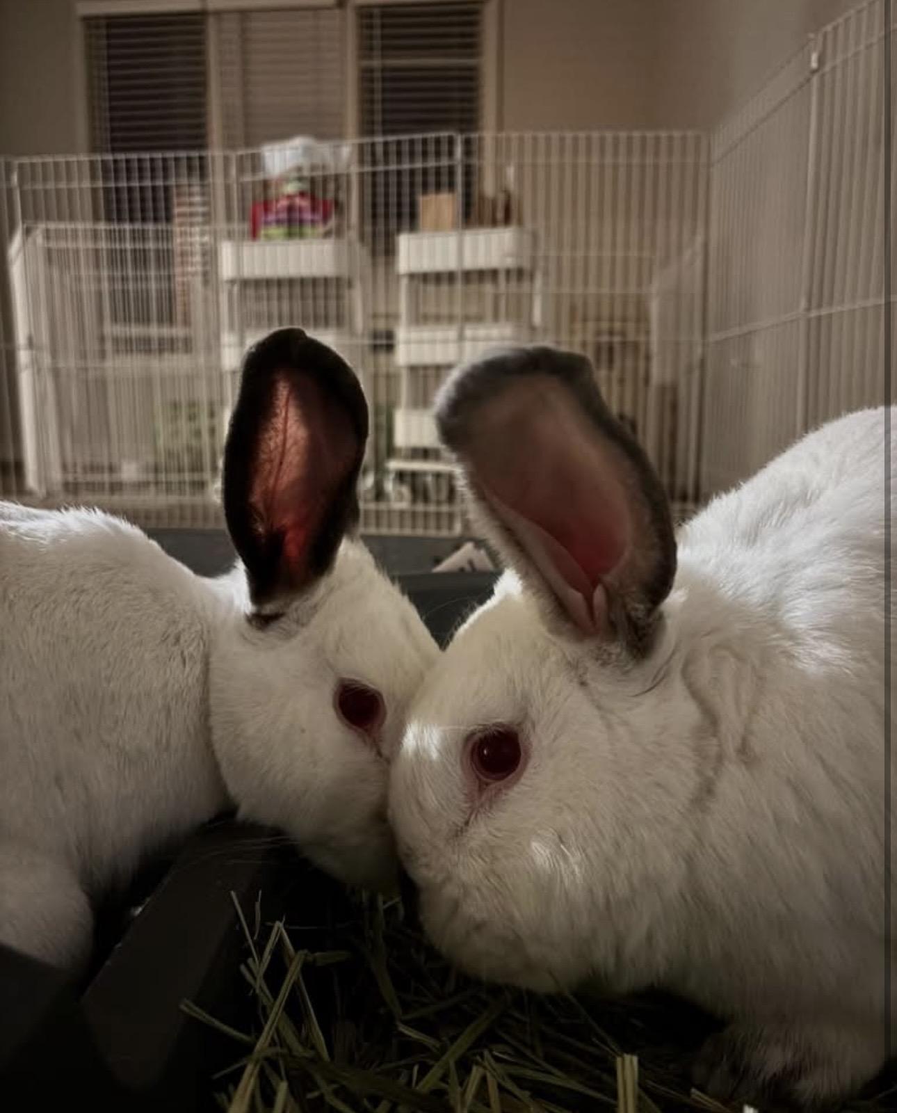 Frank & Mabel photo