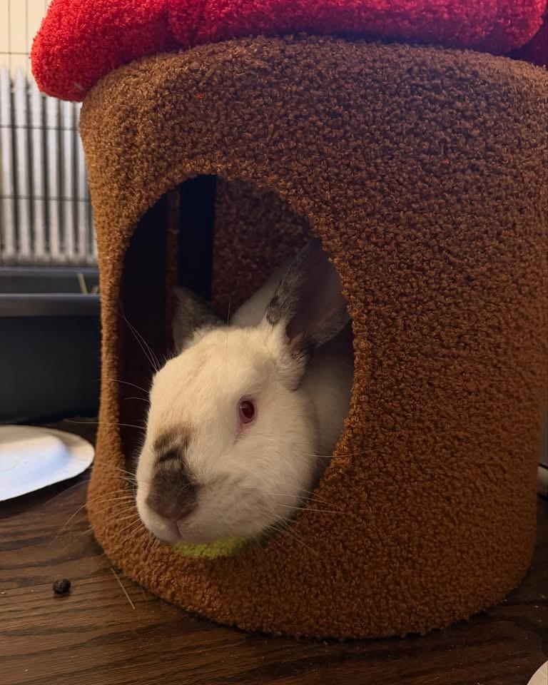 Enlarge Frank & Mabel, a Adoptable Mini Lop in Chicago, IL image 3/4