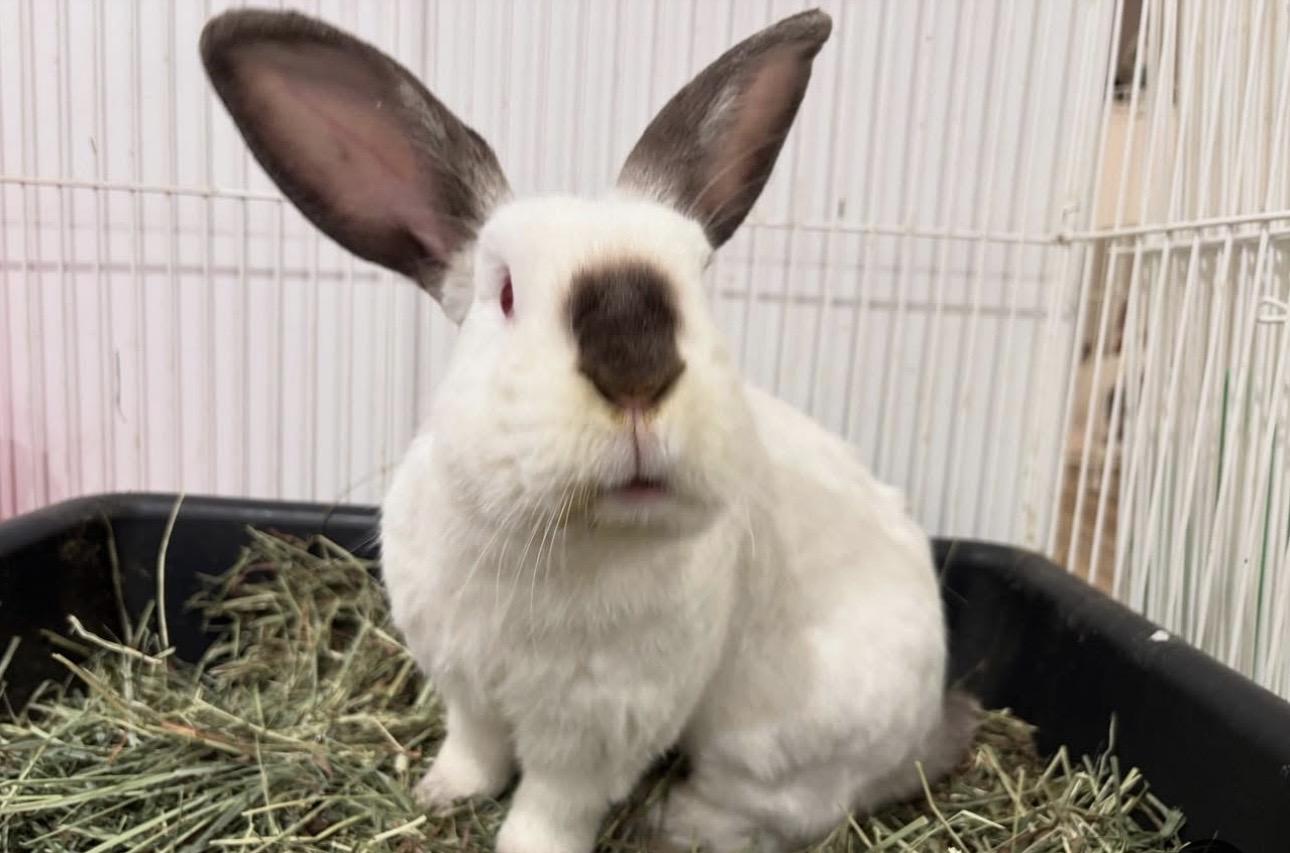 Enlarge Frank & Mabel, a Adoptable Mini Lop in Chicago, IL image 4/4