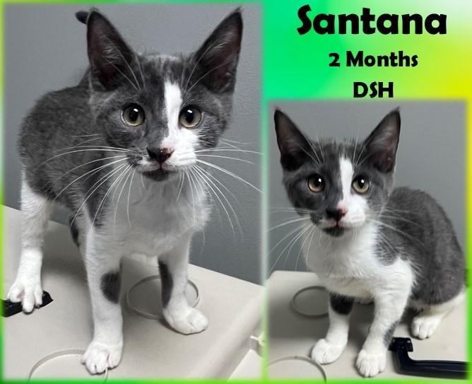 Santana