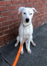 Enlarge Savannah, a Adoptable mixed breed in Newport Beach, CA image 1/12