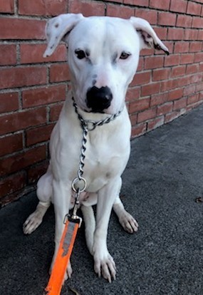 Enlarge Savannah, a Adoptable mixed breed in Newport Beach, CA image 5/12