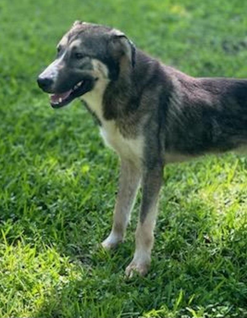Bubba, Adoptable, Adult Male Husky & Mixed Breed.