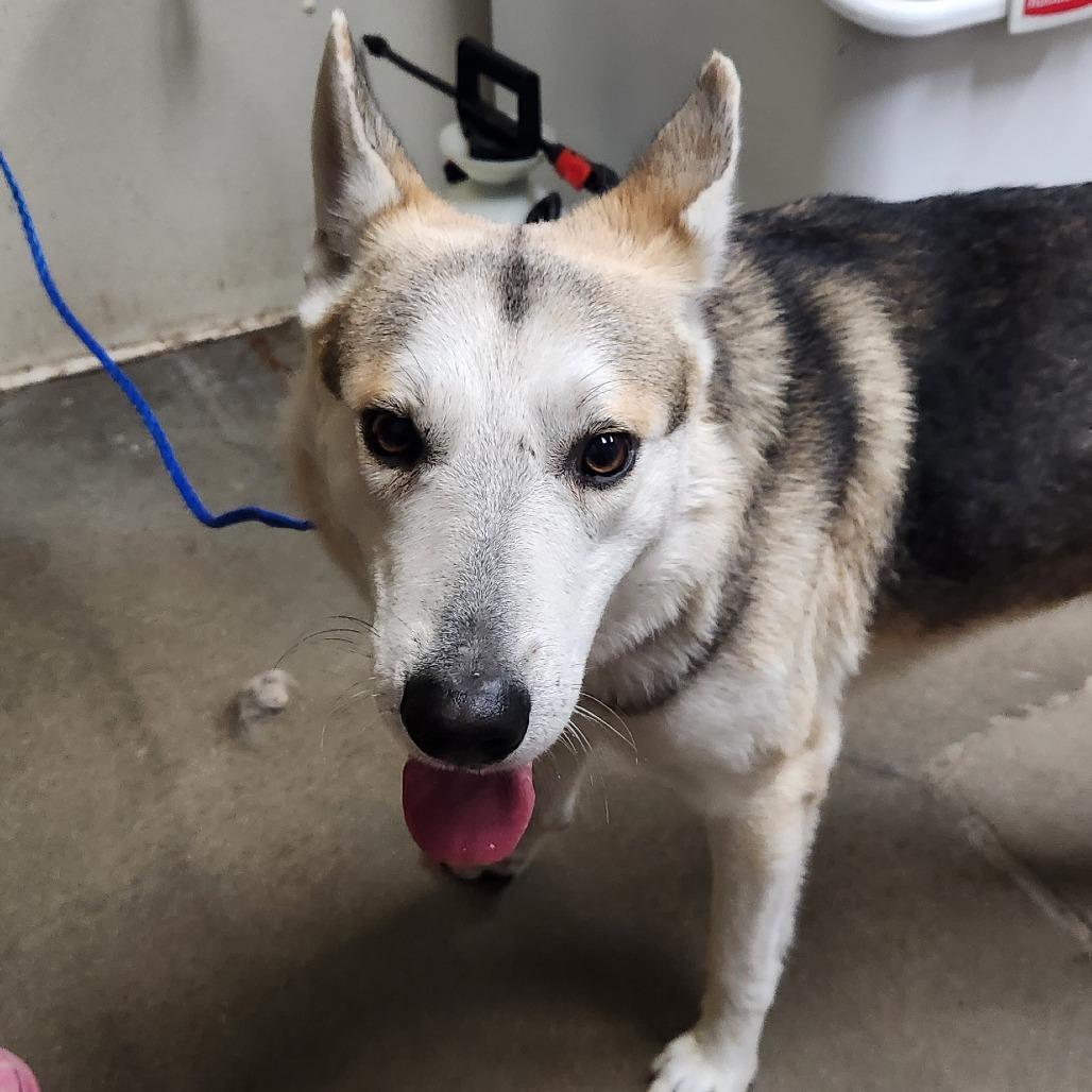 Miko, Adoptable, Adult Male Husky.