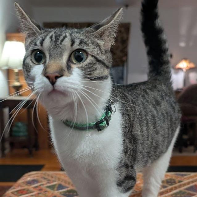 Enlarge Catalina, a Adoptable Domestic Short Hair in Pikesville, MD image 2/6