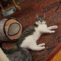 Enlarge Catalina, a Adoptable Domestic Short Hair in Pikesville, MD image 5/6