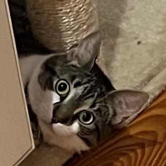 Catalina, Adoptable, Adult Female Domestic Short Hair.