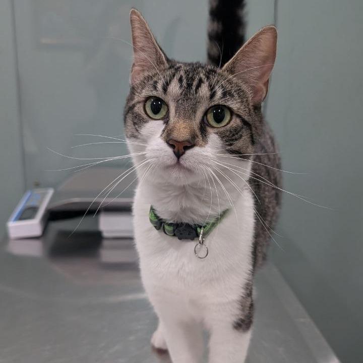 Enlarge Catalina, a Adoptable Domestic Short Hair in Pikesville, MD image 6/6