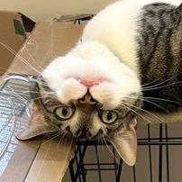 Enlarge Catalina, a Adoptable Domestic Short Hair in Pikesville, MD image 3/6