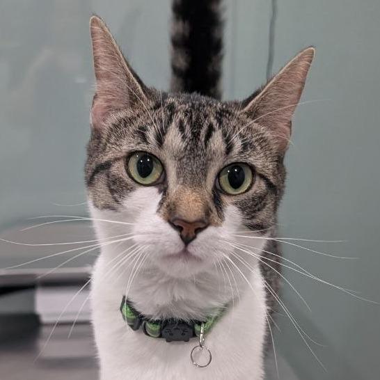 Enlarge Catalina, a Adoptable Domestic Short Hair in Pikesville, MD image 4/6