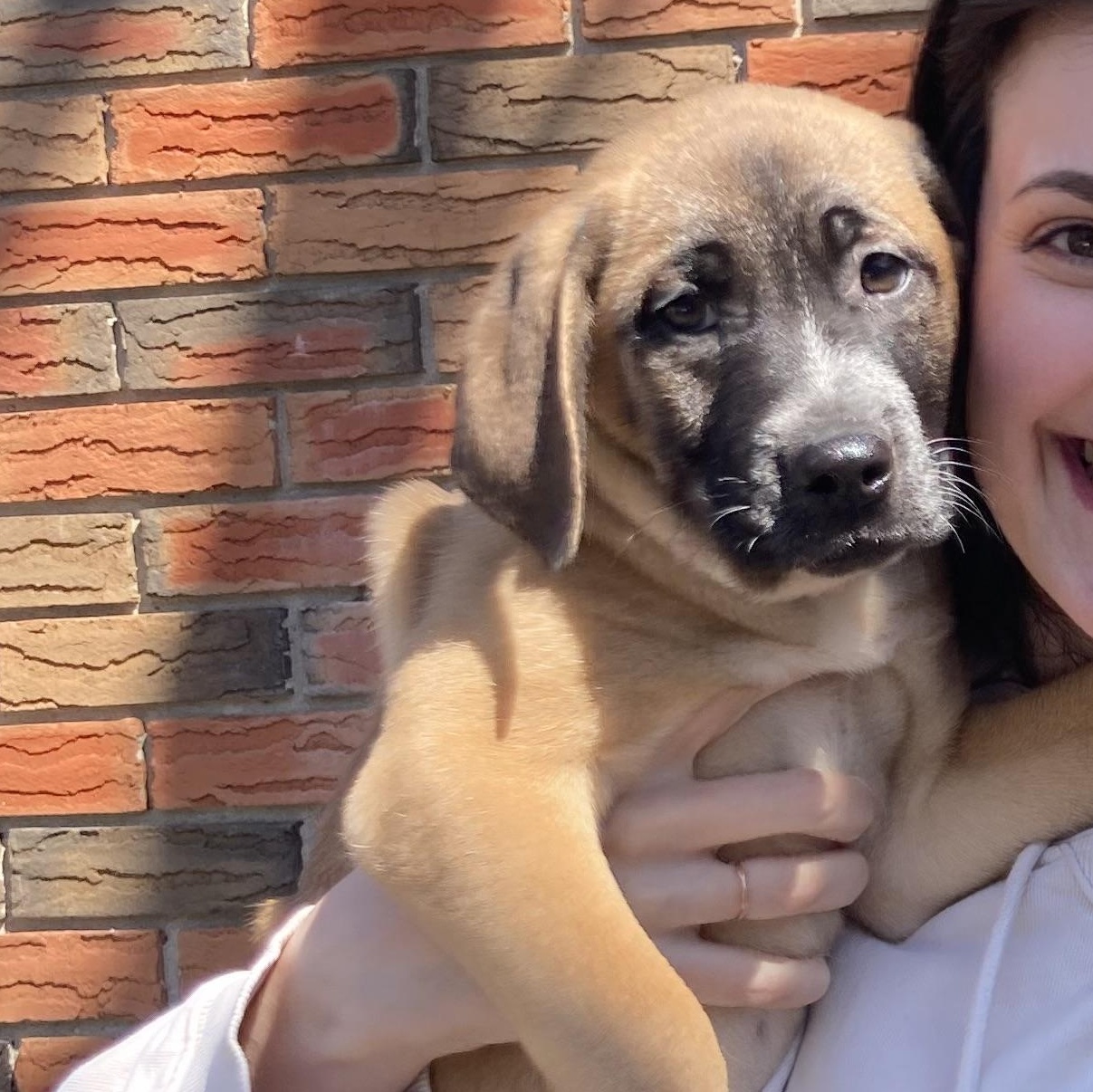 Enlarge E.J., a ADOPTABLE mixed breed in Richmond Hill, ON image 2/4