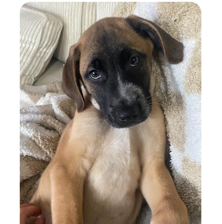 Enlarge E.J., a ADOPTABLE mixed breed in Richmond Hill, ON image 1/4